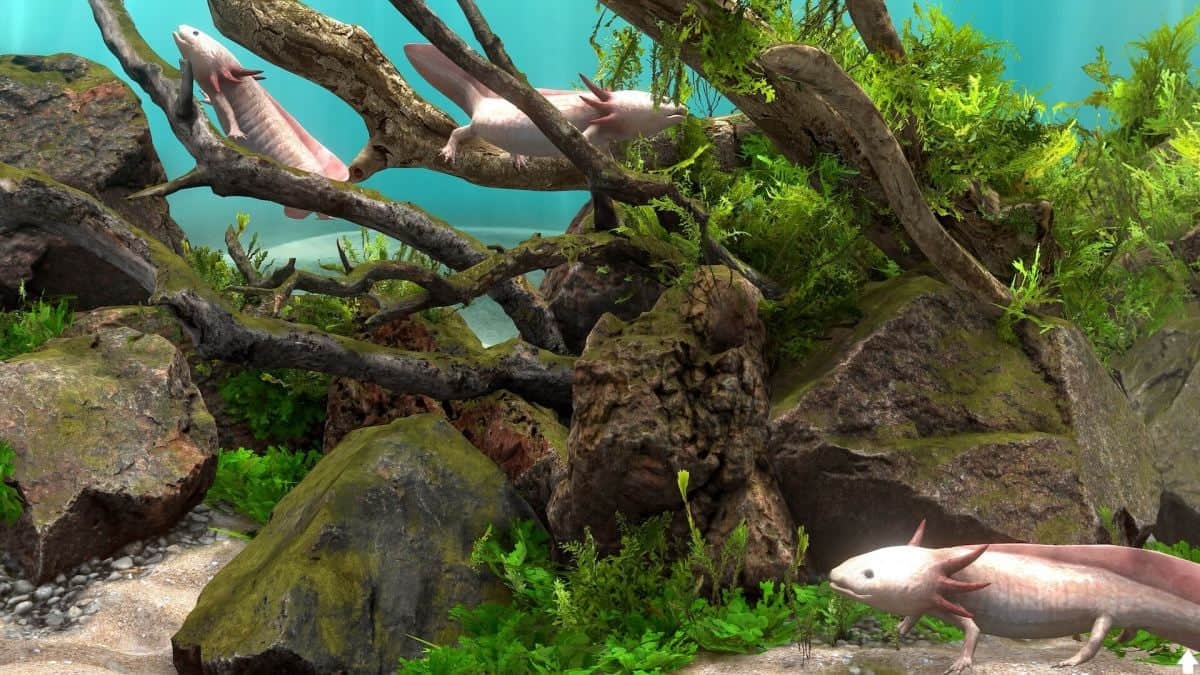 aquarium-simulator-20250114-325226-002