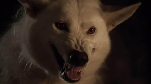 assets/game-of-thrones-hbo-ghost-direwolf.jpeg