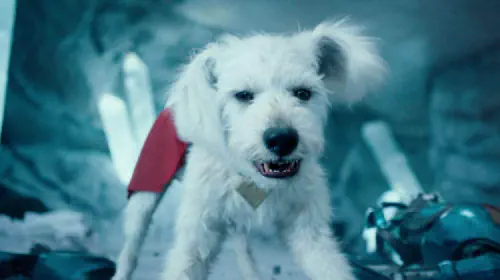 assets/krypto-in-superman.jpeg