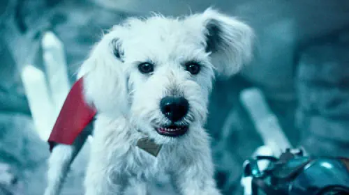assets/krypto-in-superman.jpeg