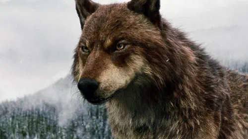 assets/wolf-in-twilight-breaking-dawn.jpeg