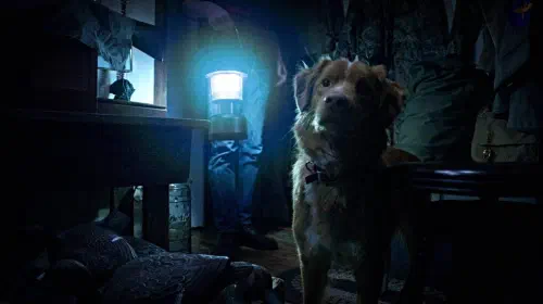 assets/indy-and-his-owner-investigating-in-2025-upcoming-horror-movie-called-good-boy.jpeg