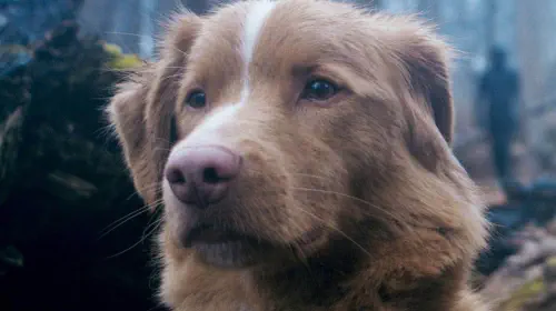 assets/indy-in-good-boy.jpeg