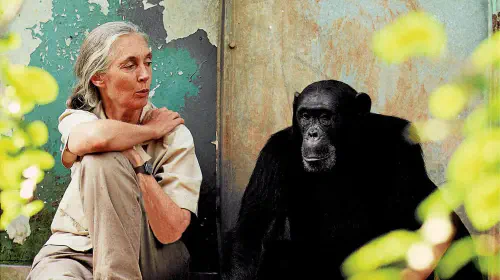 assets/Jane-Goodall-Apple-Mac.jpeg