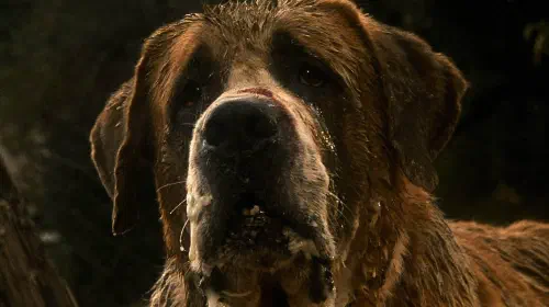 assets/dog-in-cujo-4k.jpeg