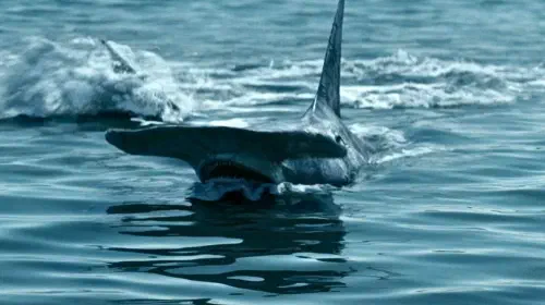 assets/samuel-l-jackson-as-shark-in-the-boys.jpeg