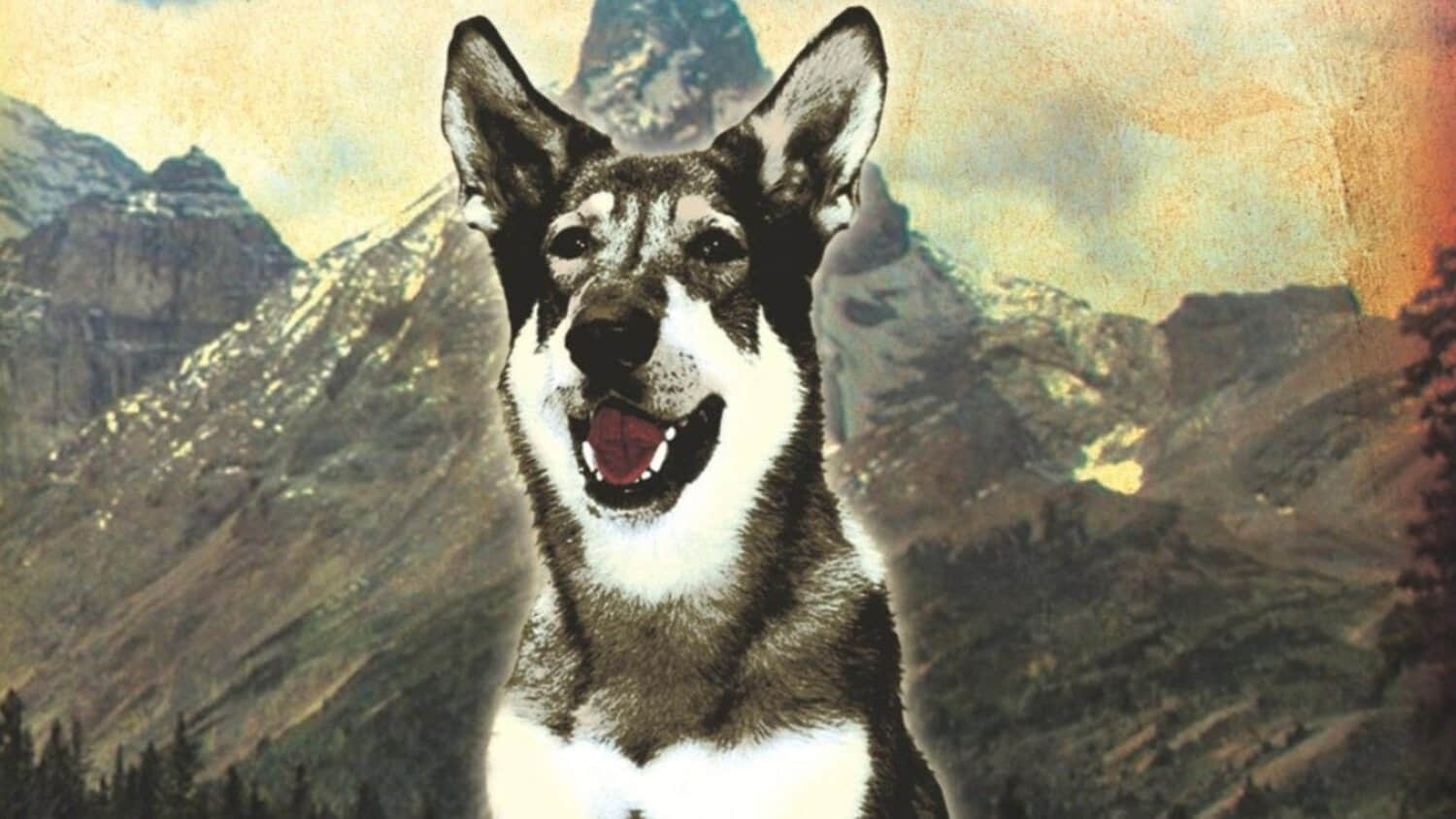the-cover-of-the-littlest-hobo.jpeg