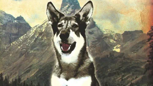 assets/the-cover-of-the-littlest-hobo.jpeg
