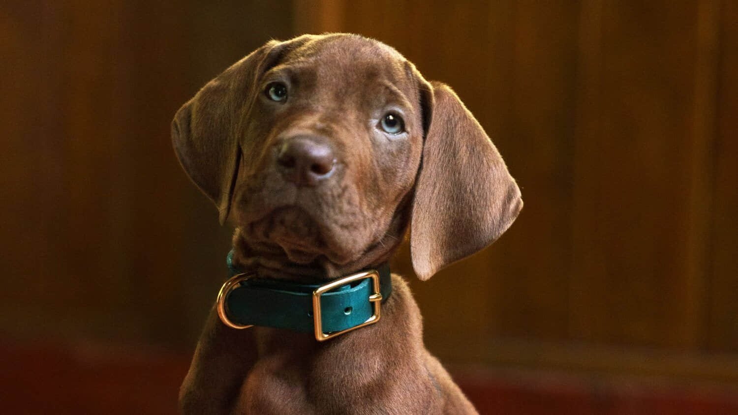 scooby-doo-in-netflix-s-live-action-origins-series.jpeg