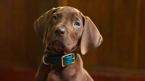 assets/scooby-doo-in-netflix-s-live-action-origins-series.jpeg