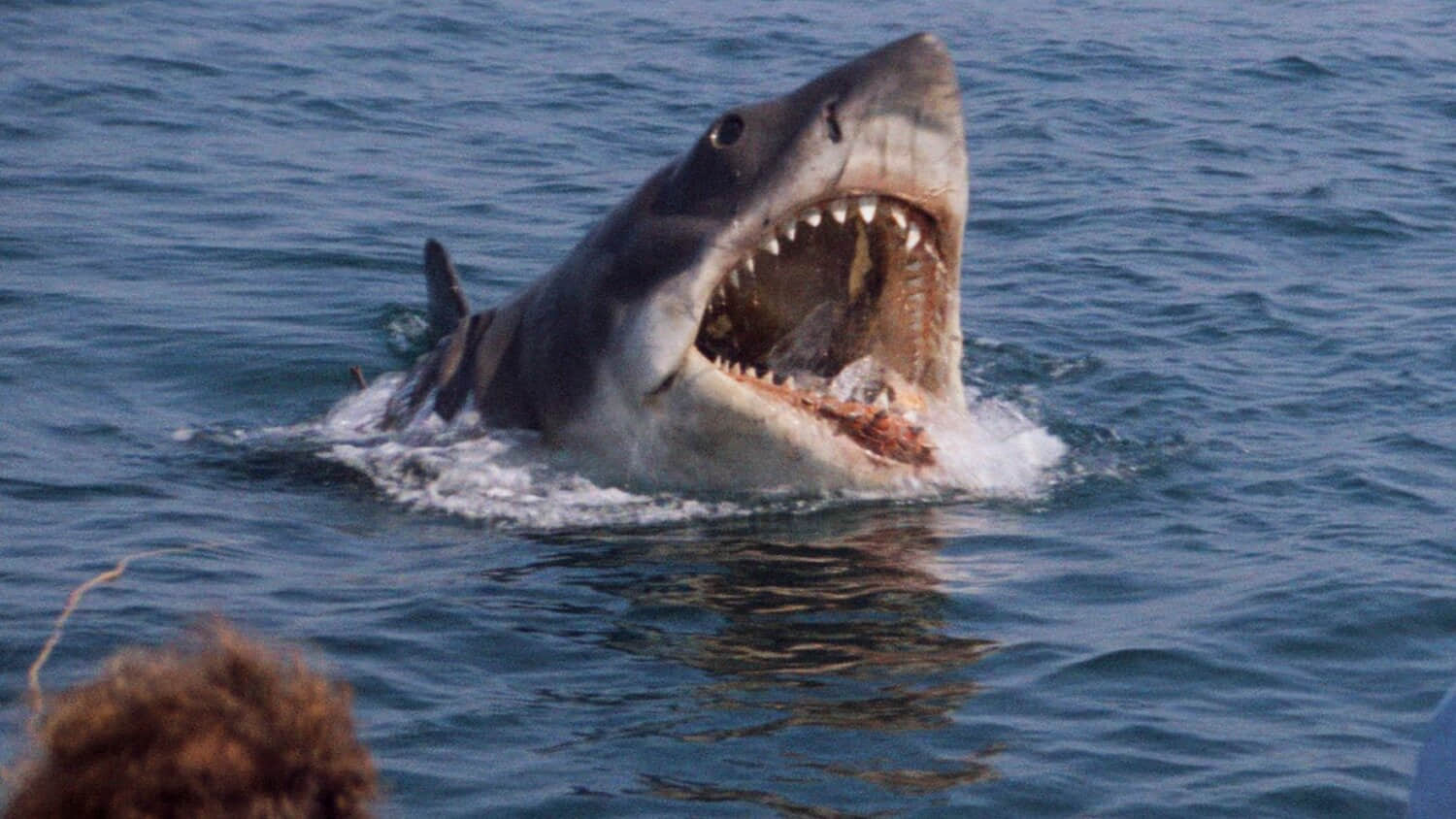 the-shark-in-jaws-opening-its-mouth.jpeg