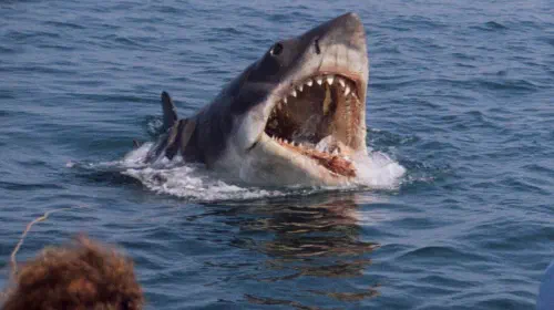 assets/the-shark-in-jaws-opening-its-mouth.jpeg
